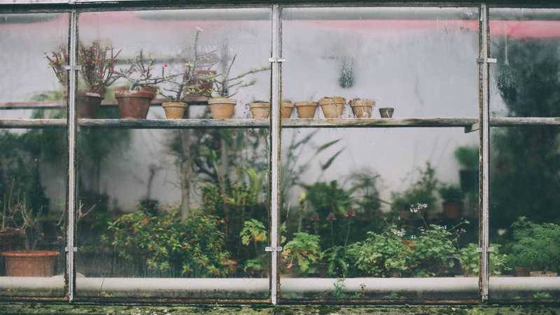 plant, no people, potted plant, window, building exterior, day, plants, container, flower pot, outdoors, smoke - physical structure, food and drink, built structure