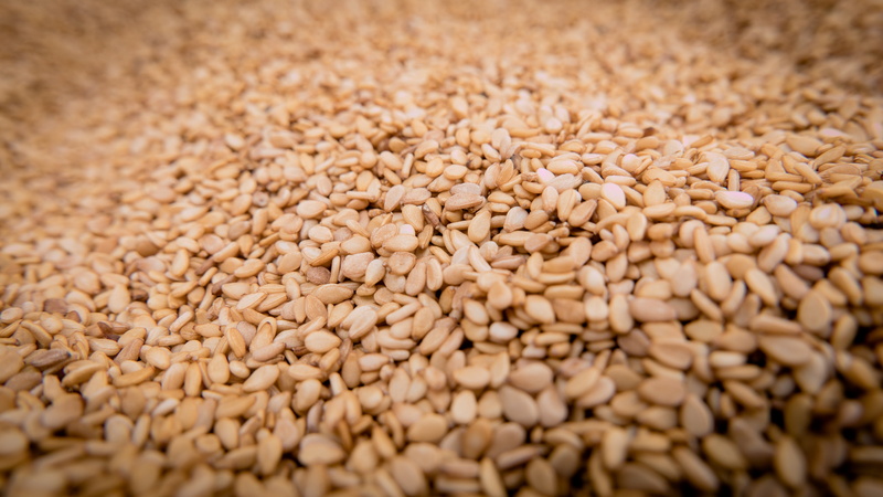 seeds, sesame seeds, sesam greenhouse, pedaliaceae, wheat, no people, raw food, barley, agriculture, plant, oil plant, selective focus, sesame, close-up