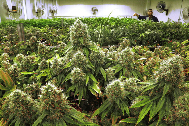 freshness, weed, greenhouse, marijuana - herbal cannabis, growth, flowering plant, marijuana, agriculture, outdoors, drugs, beauty in nature, leaf, healthcare and medicine