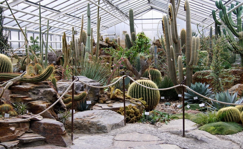 much, plant, solid, plant Nursery, agriculture, greenhouse, cactus, green Color, indoors, succulent plant, botany, leaf, gardening, tropical Climate, exhibition