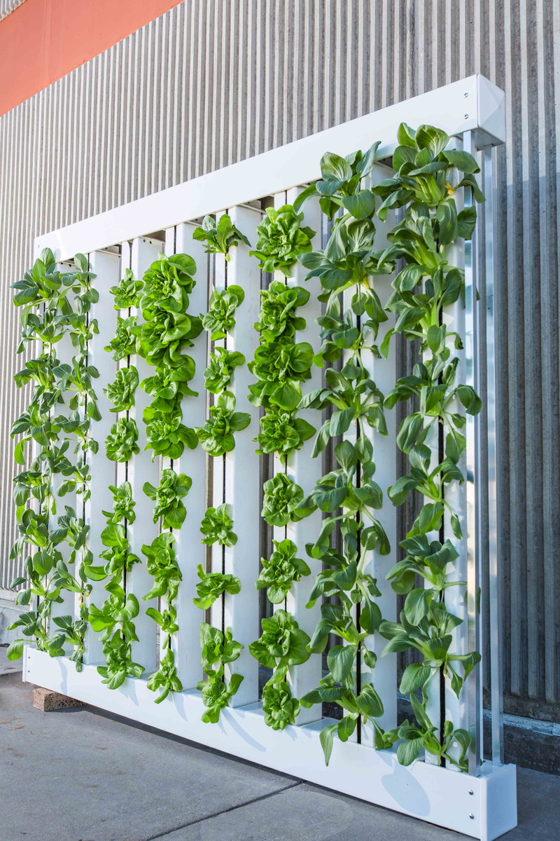 plant part, outdoors, freshness, lettuce, built structure, green wall, no people, potted plant, building exterior, plant nursery, green color, leaf, sunlight