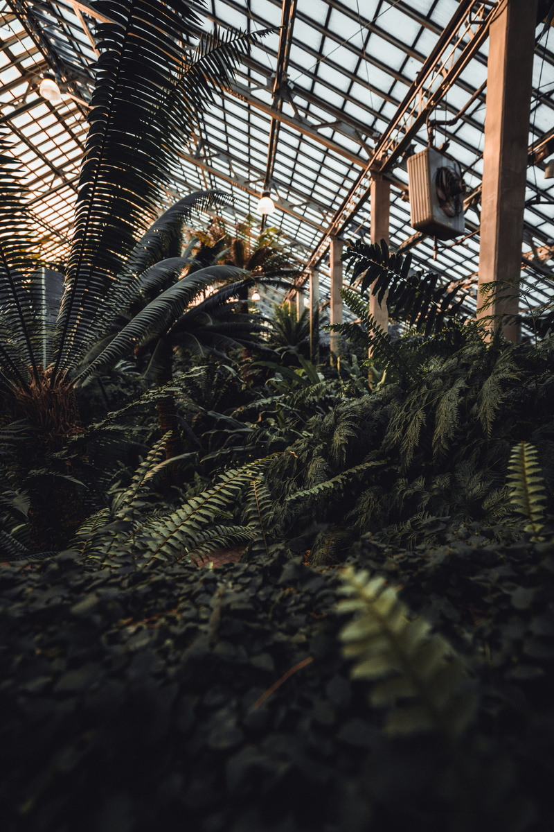 built structure, meetup, plant nursery, moody, ceiling, no people, green color, growth, branch, flora, 5K, chicago, Pexels Chicago, plants, botany, abandoned