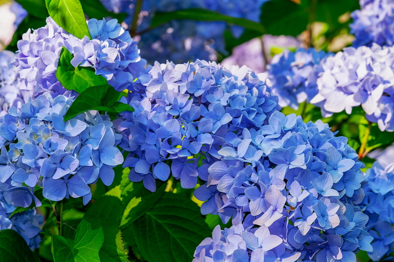 bloom, hydrangea flower, purple, springtime, freshness, growth, inflorescence, fragility, flowering plant, flora, vulnerability, close-up, beauty in nature