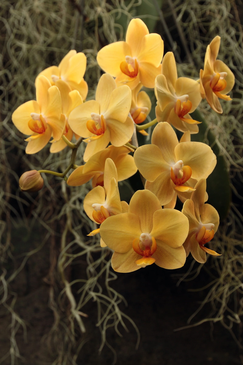 surrounded, blooming, growth, yellow orchid plant, winter, spanish, mosses, moth, vulnerability, yellow, land, bloom, no people, orchid plant, nature, 1080P