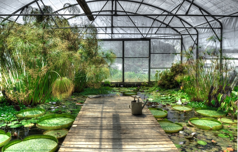 glass - material, botany, 4K, blossom, leaf, inside, nature, ceiling, agriculture, day, greenhouse, fleur, plant, tree, green, gardening, lily, beauty in nature