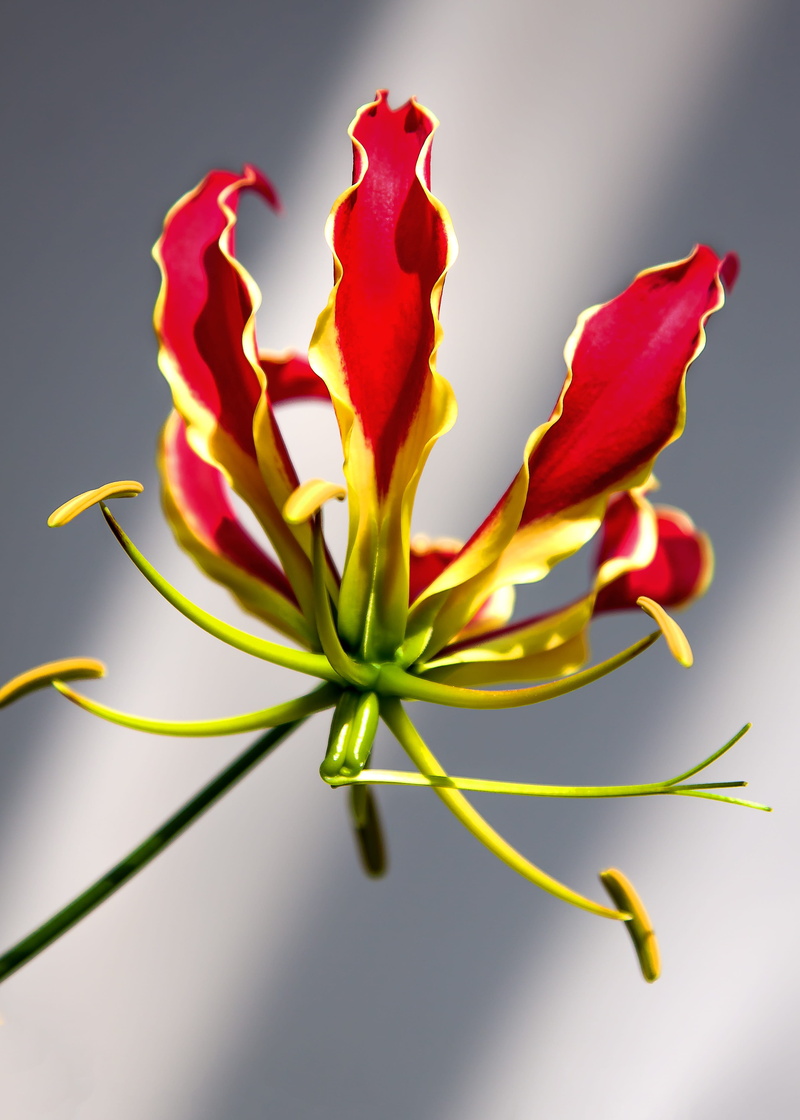 tropical, vulnerability, red, gloriosa superba, glory crown, bloom, no people, nature, fragility, flower head, indoors, glory lily, inflorescence, 4K