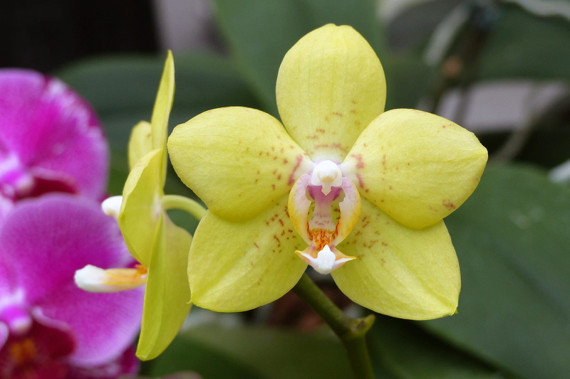 winter, phalaenopsis, focus on foreground, outdoors, orchid plant, day, flower head, orchids, beauty in nature, flowering plant, beautiful orchids, macro