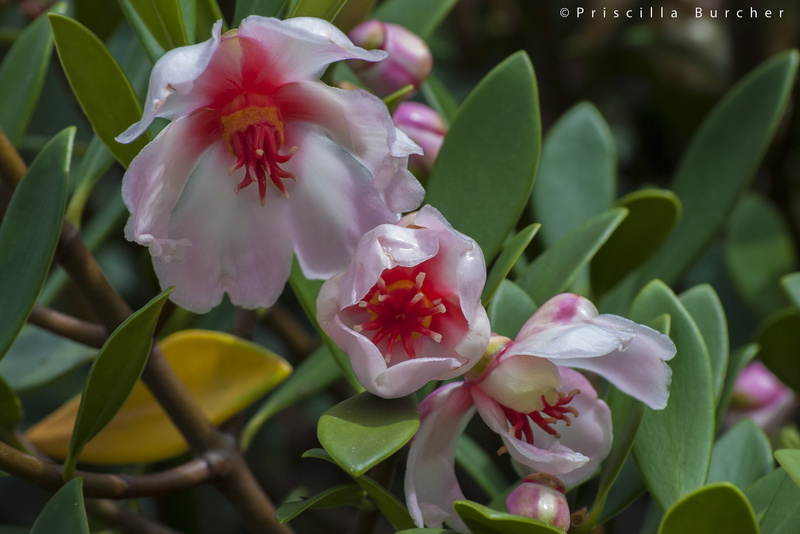 inflorescence, petal, leaf, close-up, plant part, Wax ivy, no people, outdoors, pink color, white, fragility, freshness, flower head, plant, petaled, flower