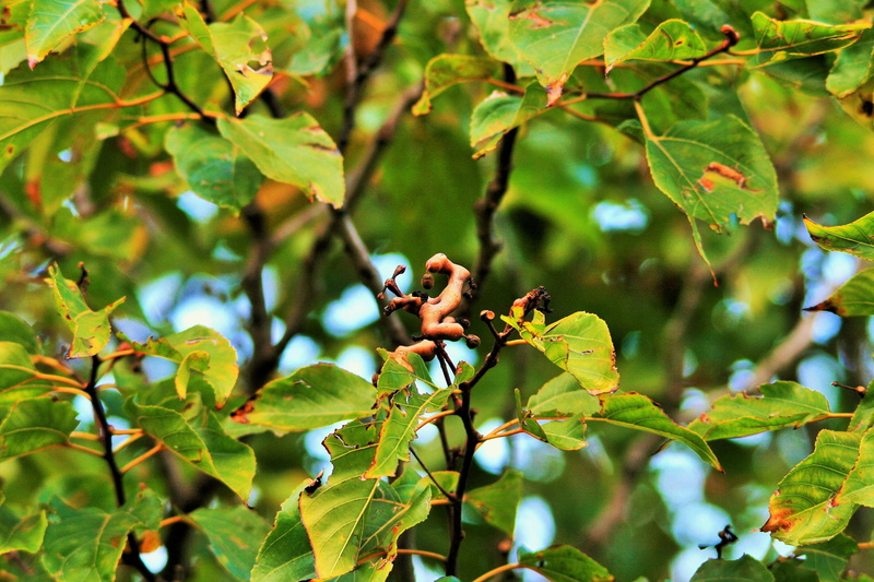 branch, Japanese Raisin Tree, tree, green color, green, leaves, plant, animal themes, nature, beauty in nature, brown, foliage, bird, no people, day, fleshy