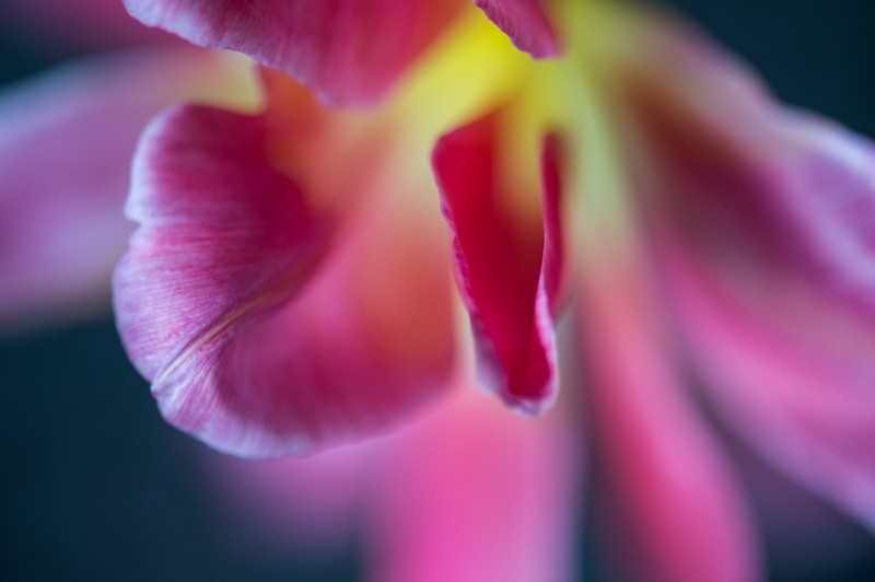 pink, Nikon D4, plant, macro, orchid, Tulip, Makro, color, close-up, petal, nature, 4K, flower Head, 105mm, yellow, flower, beauty In Nature