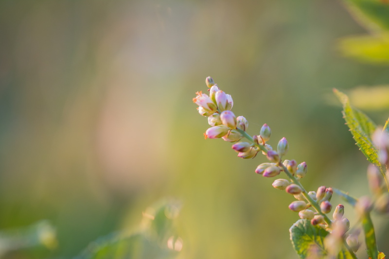 plant, flower, buddleja, knopp, makro, nature, summer, purple flower, purple, white, 5K, buds, green Color, close-up, macro, outdoors