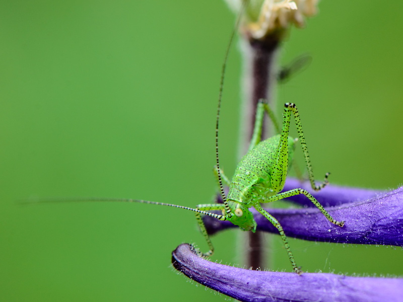 Makro, 4K, wildlife, Tiere, nature, green, photography, selective, close-up, Speckled  bush-cricket, Natur, 105mm, Katydid, Tier, Speckled bush-cricket