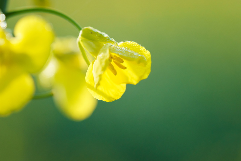 plant, focus, shallow focus, nature, Frühling, Zeit, Makro, 4K, Gelb, photography, ist, beauty In Nature, Morning, flower, Macro, Bokeh, green Color, Sächsische-Schweiz