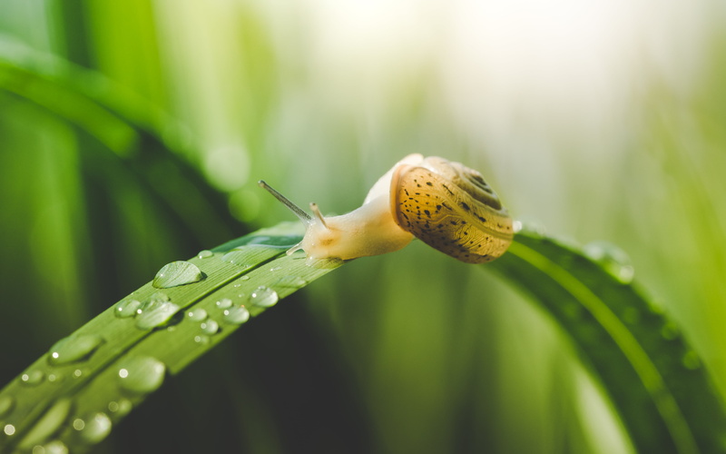 Gras, leaf, green leaf, 4K, Nature, Light  Drops, green Color, crawl, color, animal, plant, Macro, white, close-up, Catching, Natur, snail, Makro, Backlit