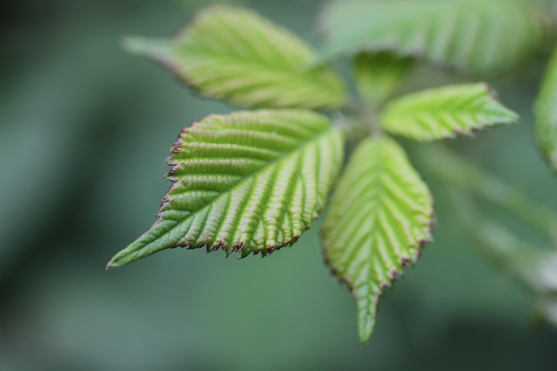 forest, makro, branch, close-up, leaf, macro, growth, green Color, nature, plant, tree, 5K, freshness, green leaf, green