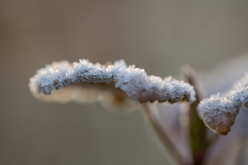 ice, daytime, 5K, close-up, white, leaf, selective focus, nature, morning, cold, natur, green, selective, plant, Söderslätt, Frosty, winter, covered, ice Crystal