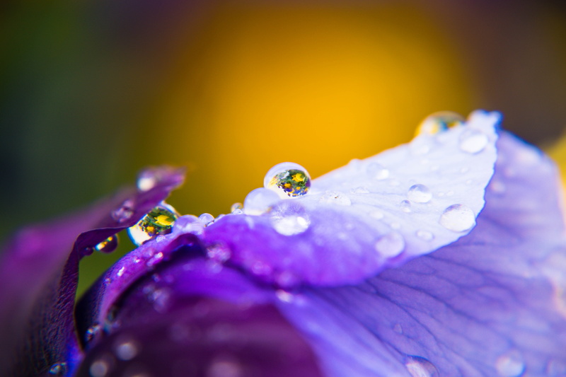 Sverige, makro, colorful, regn, close-up, Droplet, raindrops, explore, dew, Skåne län, Malmö, 5K, SE, water, photography, purple flower, purple, close