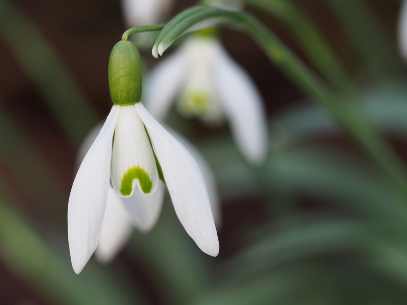 snowdrops, closeup, white, makro, macro, winter, dof, olympus, flower  garden, flowers, 4K, Snowdrop, bokeh