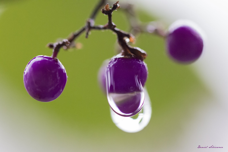 Makro, fruits, closeup, dew, raindrops, purple, fruit, green, Nature, Magic, Frucht, 5K, Sigma, drops, Canon, Macro, round, Strauch, Natur, Regen