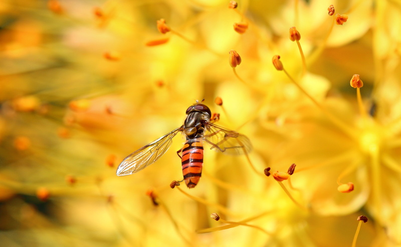 Special, Fantastic, Fauna, fly, flickr, yellow, close-up, petaled, insect, Macro, daytime, Animals, black, USM, Makro, 5K, Hoverfly, Flower, black and yellow