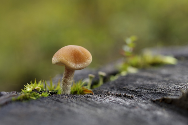 vegetable, photo, Autumn, Close-up, brown, Høsten, Midtre Gauldal, Sør-Trøndelag, freshness, Macro, cap, Natur, Soknedal, saturday, Nature, Pentax  K3