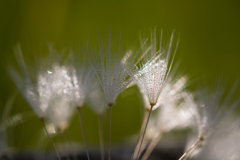up close, flower, grass, Dandelion, close-up, outdoors, white, makro, beauty In Nature, single Flower, plant, summer, nature, natur, seed, 5K, macro, plants
