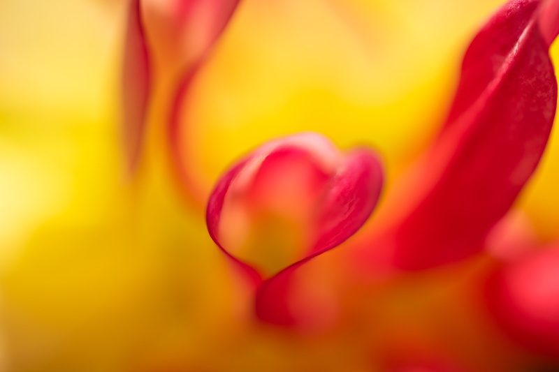 abstract, model, nature, makro, country, 760d, close-up, lens, flower Head, plant, mm, geo, pattern, canon, city, focal_length, 5K, iso_speed, f/2, aperture