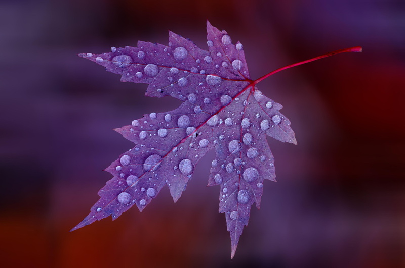 makro, kapli, list, drops, macro, 4K
