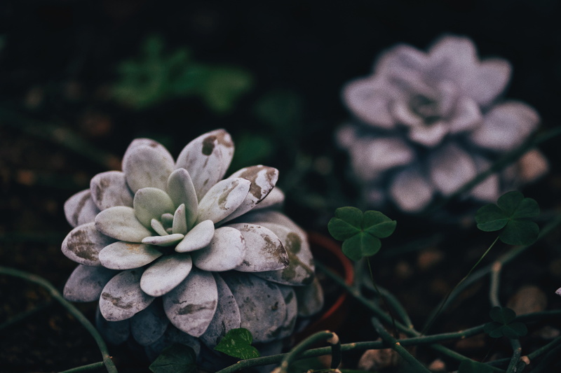 leaf, close-up, flower head, season, green, botany, flower, freshness, beautiful flowers, flora, day, blooming, succulent plants, succulent, plant part