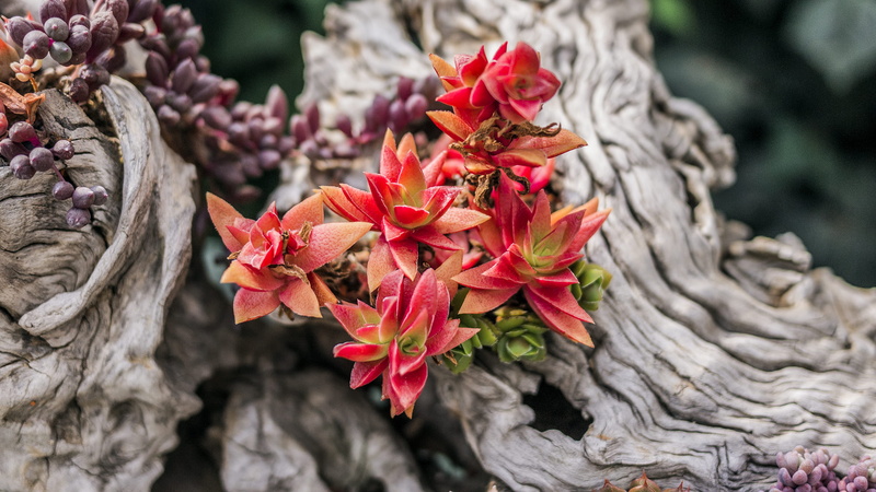pink, lily, close-up, bud, flower head, gladiolus, tree trunk, bunch of flowers, amaryllis, flower arrangement, nature, acanthaceae, plants, pollen, 2K