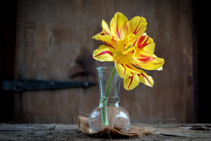 glass, close, bunch of flowers, yellow red, tulip, close-up, softness, petaled, open flower, flower, airtight, container, fragility, freshness, spring flower