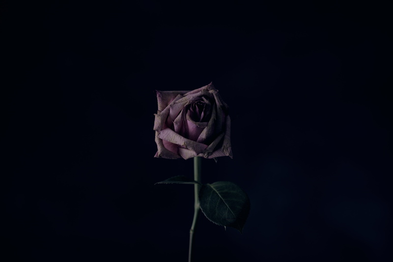 vulnerability, petal, backgrounds, blossom, rose, close-up, pink, flower, nature, plant, pink Color, bouquet, leaf, single Flower, love, summer, copy space