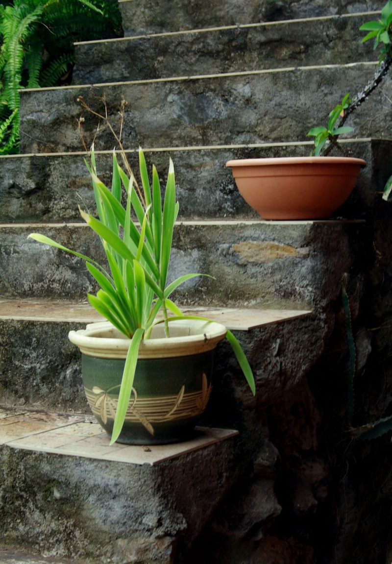 pot, wall, herbal medicine, container, freshness, green, plant part, wall - building feature, steps, flower, built structure, nature, 1080P, leaf, gardening