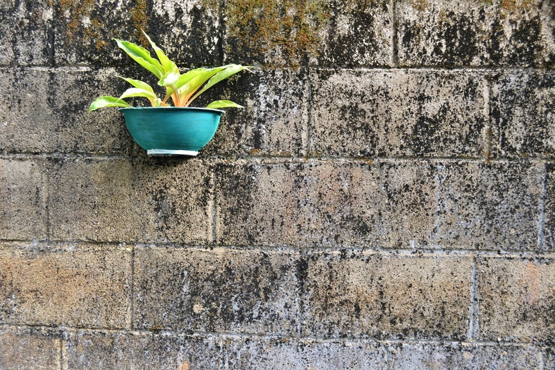 outdoors, no people, wall - Building Feature, gardening, day, 1080P, textured, plant, ceylon, wall, nature, cement pot, beginnings, plant part, green Color