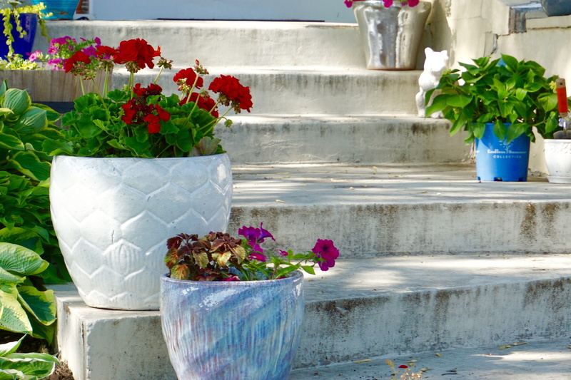 flowering plant, concrete, staircase, vulnerability, summer, shrubbery, day, decorative, plants, containers, flower head, fragility, garden, vase, potted plant