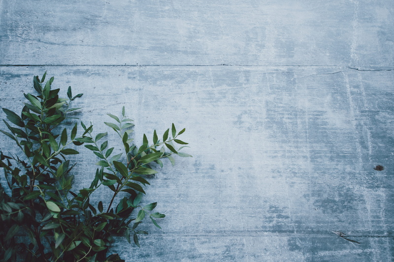 potted plant, no people, foliage, nature, wall - building feature, green, wooden, wood - material, outdoors, leaf, freshness, gray, growth, table, near