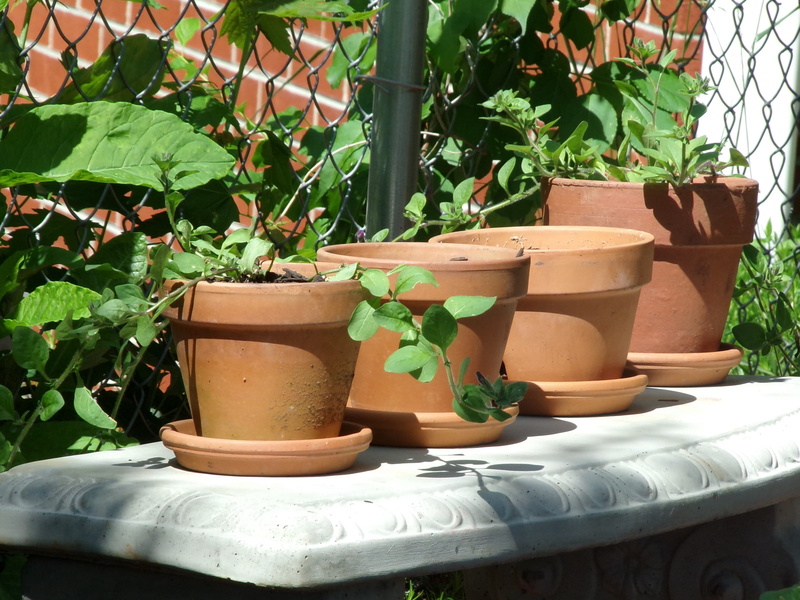traditional, decorative, sunlight, close-up, Craft, flower pot, vase, earthenware, green color, pot, concrete, green, outdoors, plant, potted, day, brown