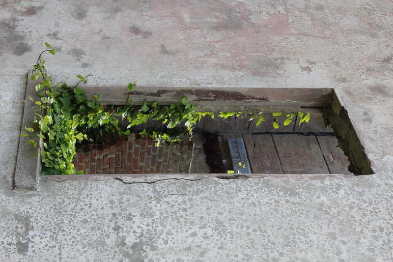 nature, day, plant part, building, concrete, outdoors, old, text, potted plant, leaf, green color, architecture, vine, wall, brick wall, rustic, plant