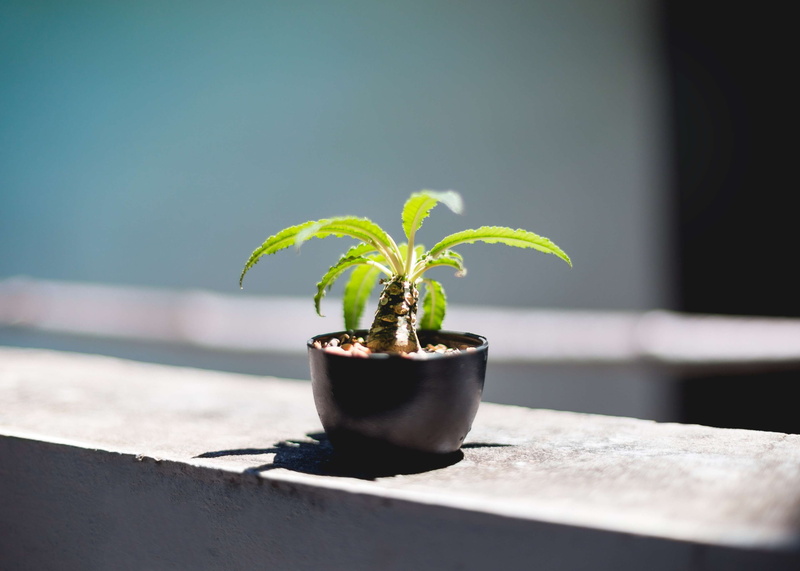 4K, selective focus, green color, care, close-up, focus on foreground, plant part, day, beginnings, houseplant, small, flower pot, tree, plant, close up view