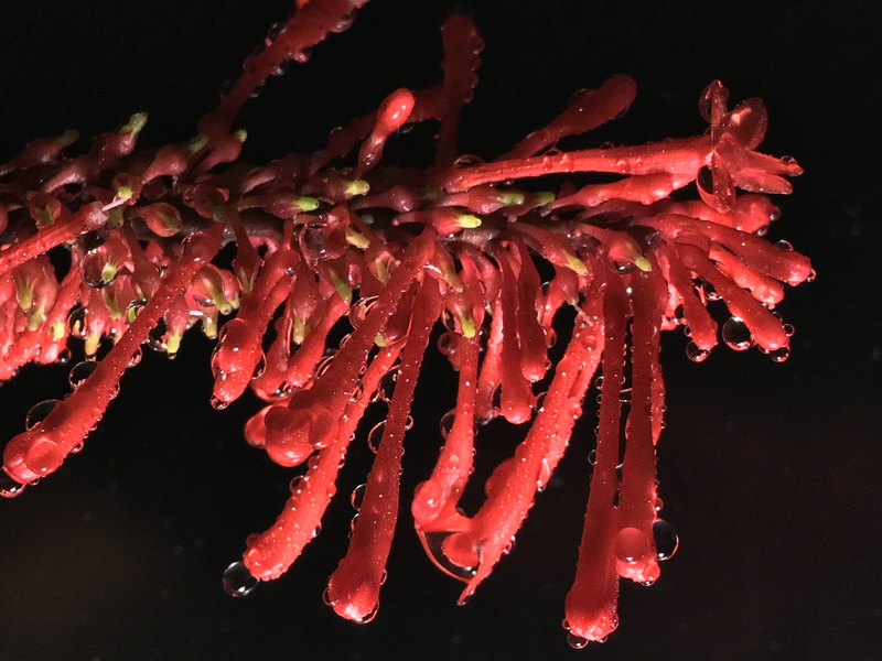water, animal themes, underwater, animal wildlife, water drops, no people, red petals, drops, studio shot, deep red, vulnerability, red, sea life, animal