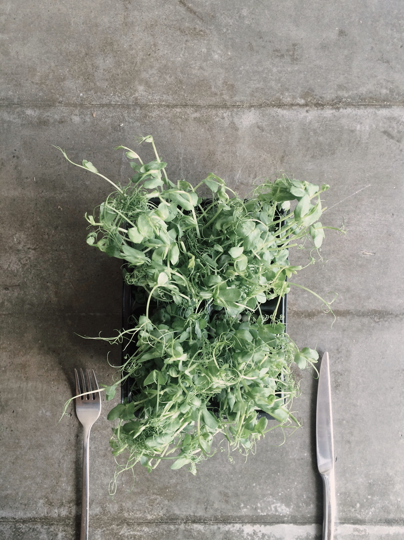 table, pot, herb, fork, flower, flatlay, knife, leaf, freshness, flora, arugula, plant, wall, vegetables, 2K, gray, raw food, vegetable, green, stone