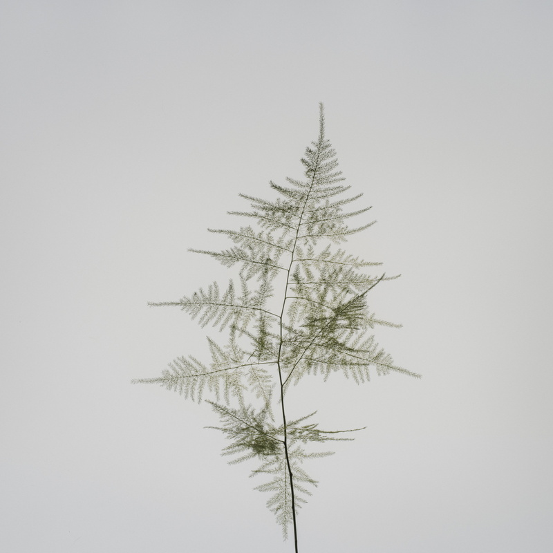 plant, day, sky, ornament, pine, spruce, land, willow, fir tree, copy space, clear sky, pottery, larch, maple, conifer, branch, tree, pine tree, fir, vase