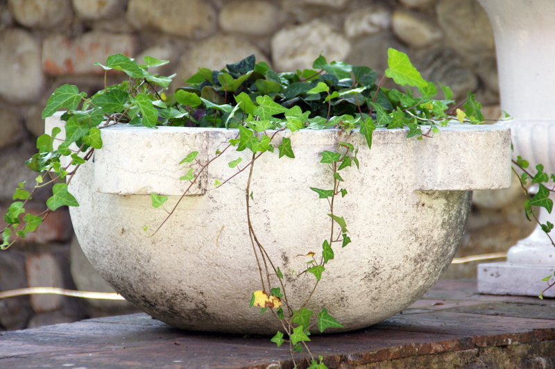 ivy, concrete, flowers, no people, leaf, herb, 4K, gardening, freshness, focus on foreground, outdoors, plant, green, nature, growth, potted plant, old