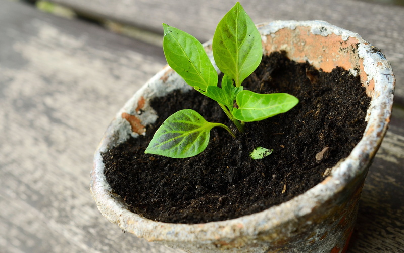 botany, green color, 4K, plant part, fresh, outdoors, flower pot, close-up, closeup, concrete, green, gardening, mud, leaf, planting, beginnings, beauty in nature