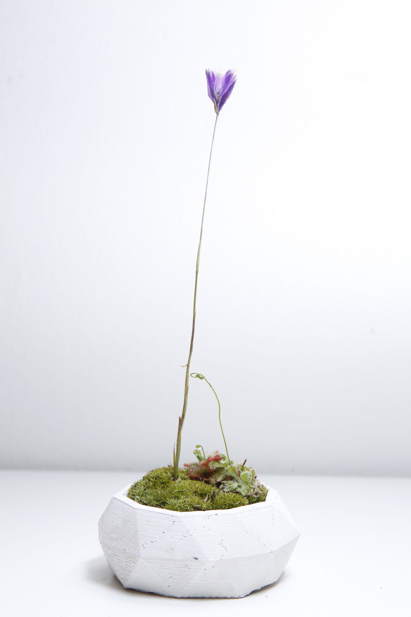 plant, no people, plant stem, purple, food and drink, nature, growth, wall - building feature, studio shot, leaf, flower, freshness, beauty in nature, white background