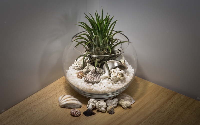 flower, white, green, close-up, leaf, fish tank, flooring, stone, bowl, boulder, glass, wipes, shells, Asia, gravel, flowering plant, wellbeing, healthy eating