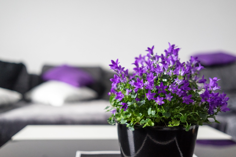 nature, leaved, beauty in nature, decoration, Violet, facilities, decor, black, interior design, furniture, flower, day, fragility, potted plant, no People