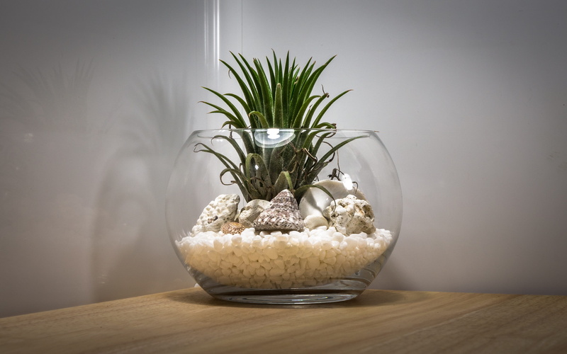 container, interior, Asia, mont-dol, clam, collar detailing, last, wipes, this is the last company, potted plant, The Last Company, day, teal, transparency