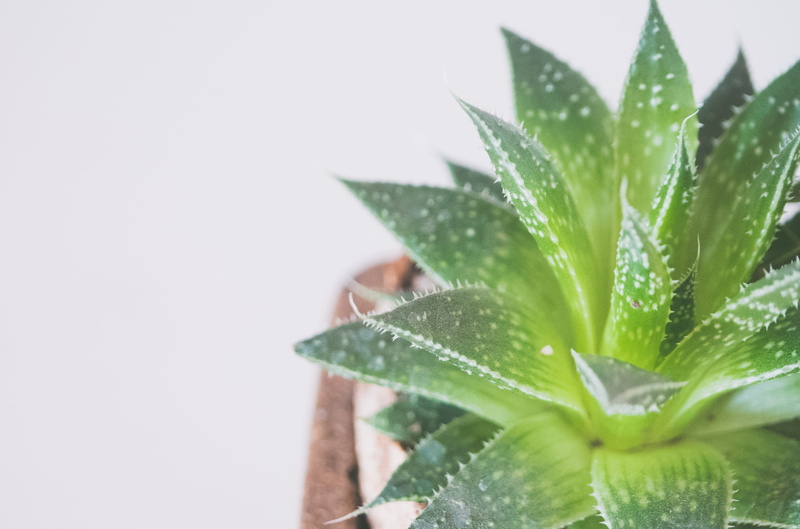 aloe, freshness, growth, succulent plant, planter, flower, houseplant, no person, wood, white, aloe vera plant, herbal medicine, still life, pot, drop