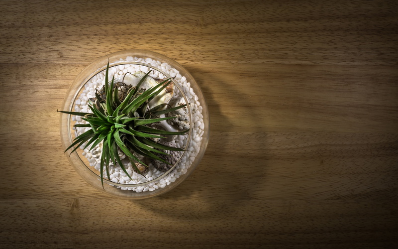 leaf, glass, life, wood, white, vase, stone, 4K, gravel, bowl, teal blue asia, household equipment, single object, transparency, plants, fish tank, food and drink
